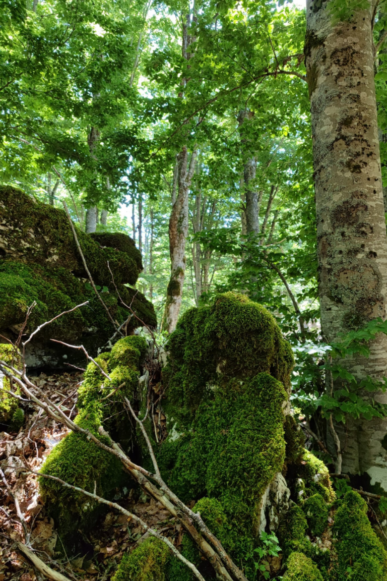 Viaggio nella foresta nera